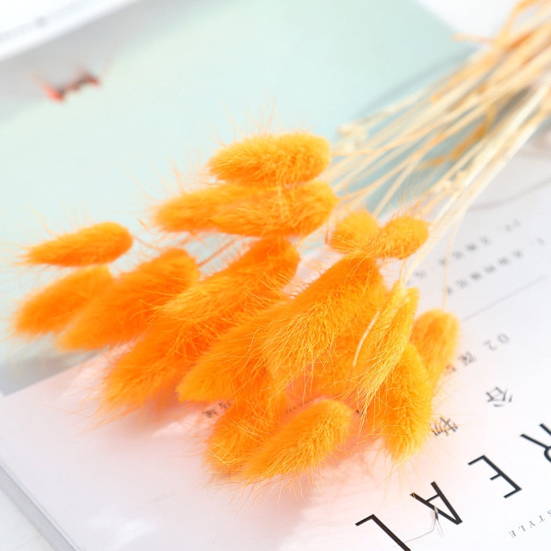 Dried pampas grass